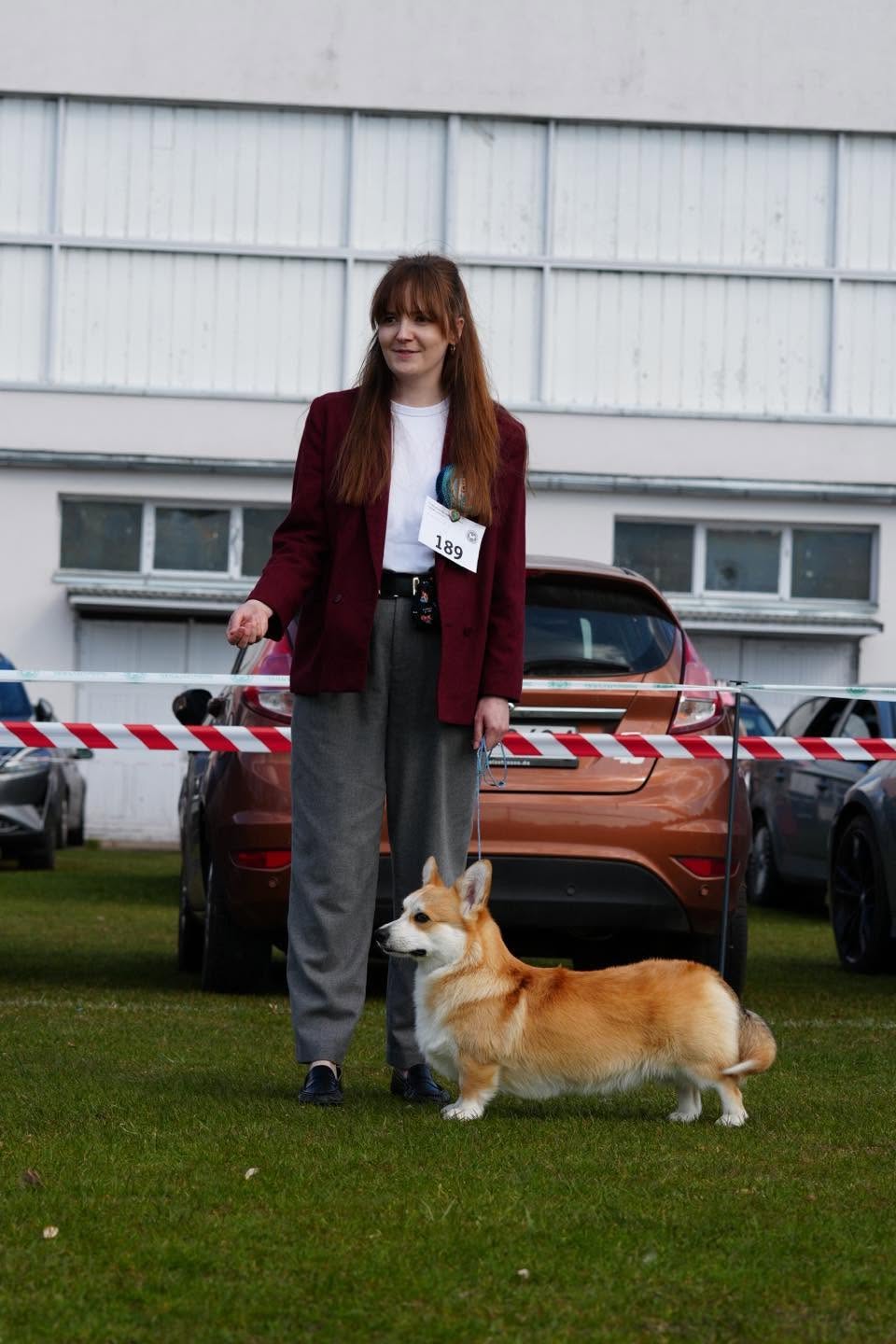 Welsh Corgi Pembroke skupiony na swoim handlerze tuż przed wejściem na ring